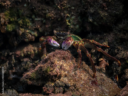 Photo of Crab on rock    At  Sea end