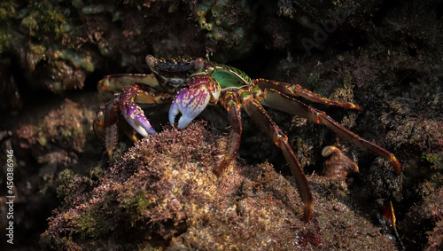 Photo of Crab on rock    At  Sea end