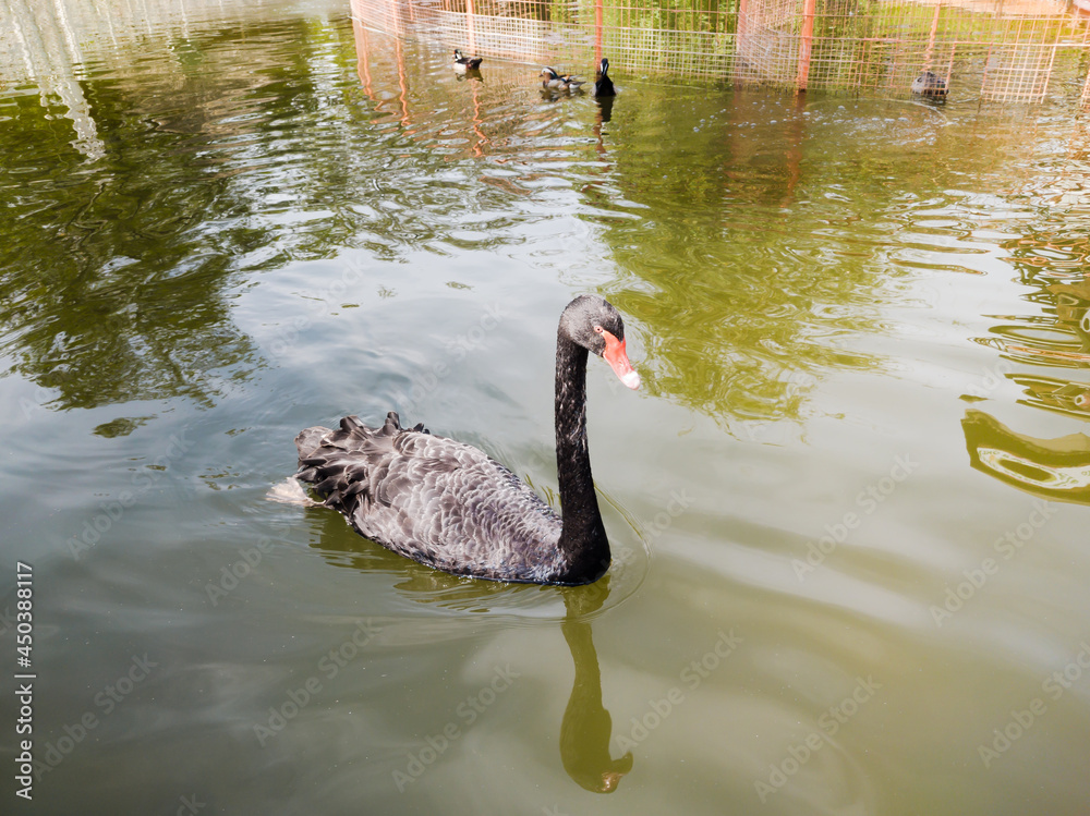 Fototapeta premium A lonely black swan swims in the lake. Ducks swim nearby and fish splash.