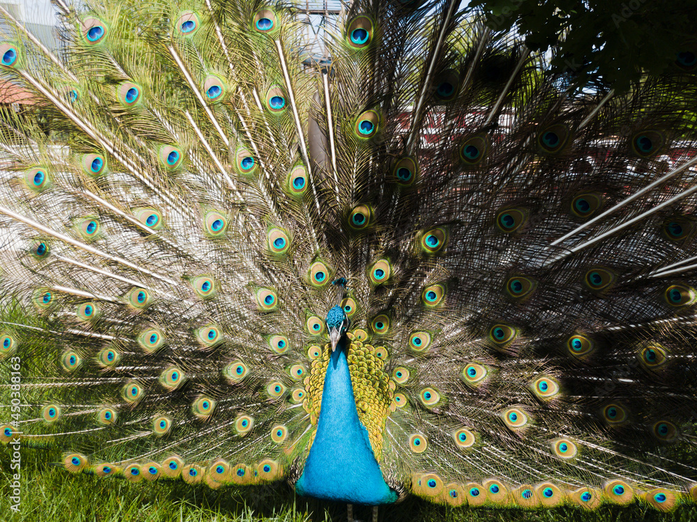 Naklejka premium Peacock (Pavo cristatus) on the lawn. Bright multi-colored plumage. Lush turquoise tail with a blue pattern. Nearby are tropical bushes and a lake with a waterfall.