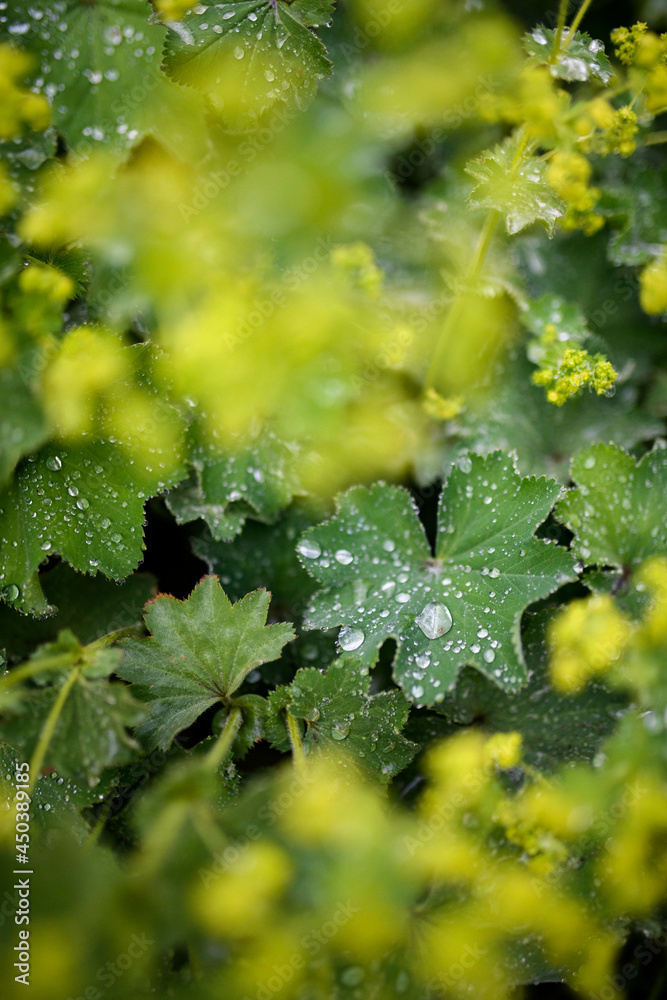 Morning dew
Morning dew
