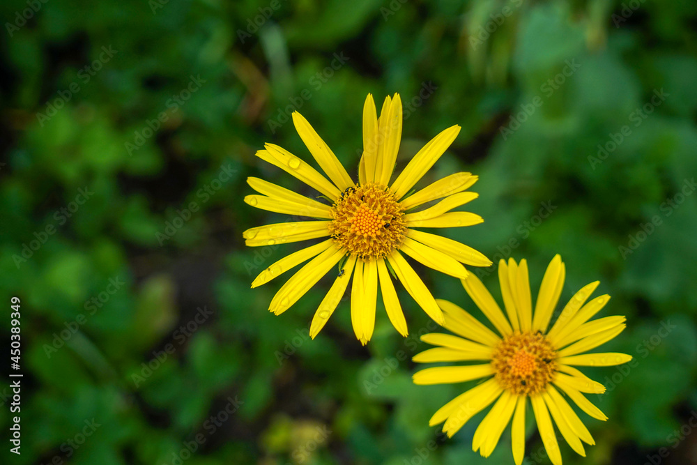 Sunflowers in bloom in the field photographed in daylight Sunflowers in bloom in the field photographed in daylight