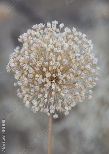 Fotografie Allium ampeloprasum wild leek umbel dried from this straw-colored summer plant w