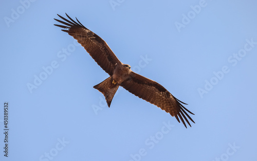 Eagle flying on the sky