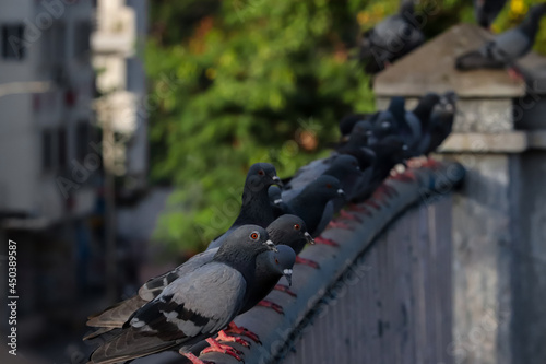 Fototapeta Naklejka Na Ścianę i Meble -  pigeons sitting on the wall	