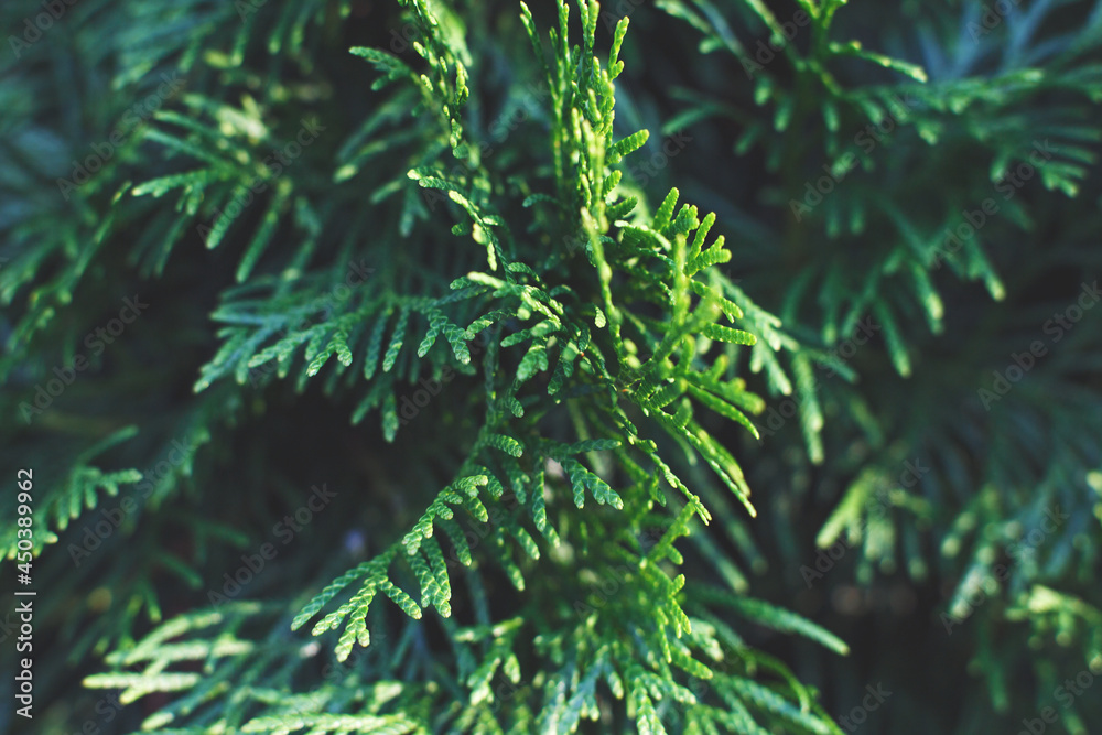 a thuja close up. the thuja branch background a thuja close up. the thuja branch background