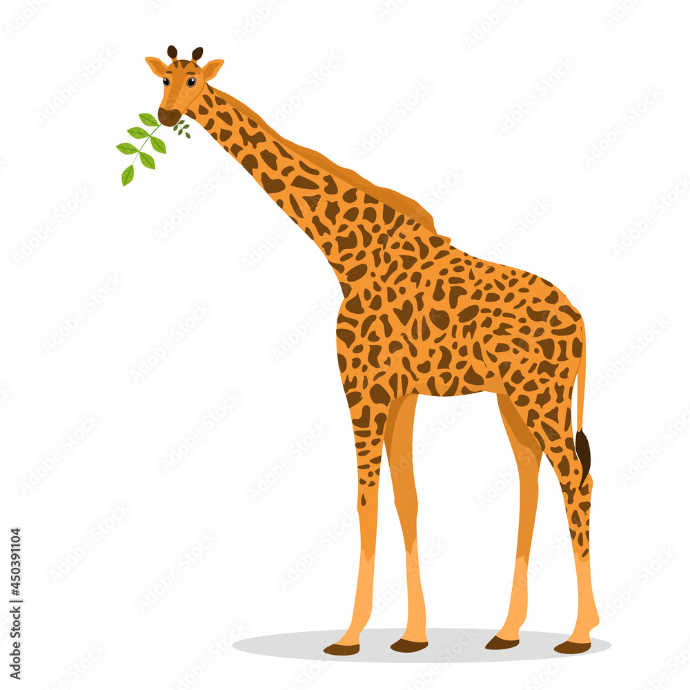 Fototapeta premium vector illustration of a giraffe isolated on a white background