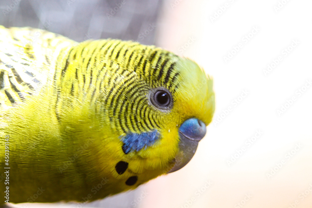 Fototapeta premium Beautiful perched bird with lush colors