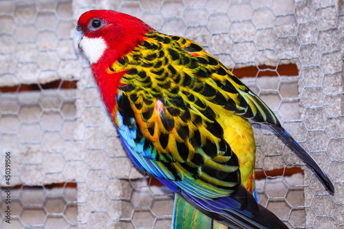 Beautiful perched bird with lush colors