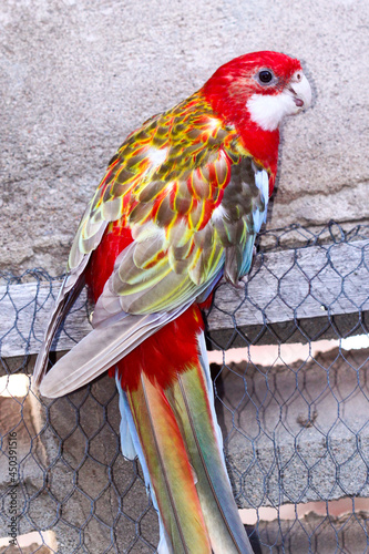 Beautiful perched bird with lush colors
