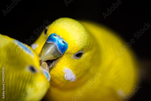 Beautiful perched bird with lush colors
