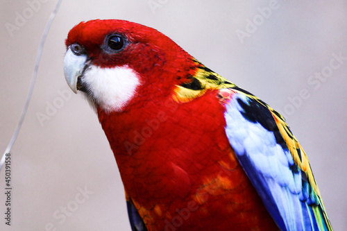 Beautiful perched bird with lush colors