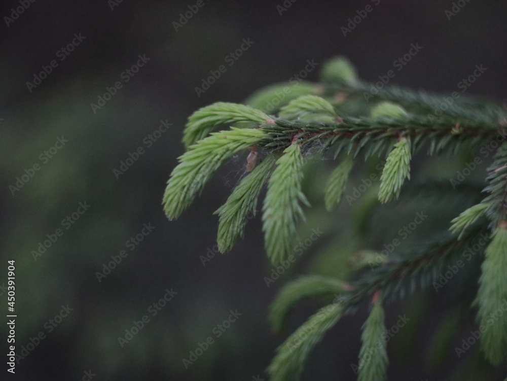 A close up of a tree A close up of a tree