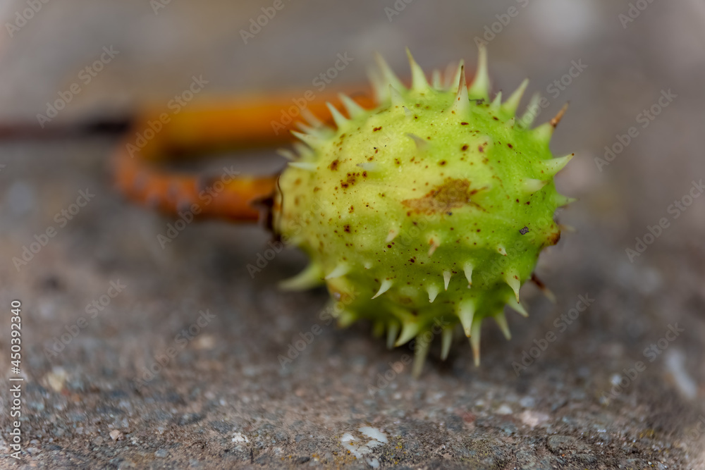 Spiky green husk on the fruit of a plant Spiky green husk on the fruit of a plant