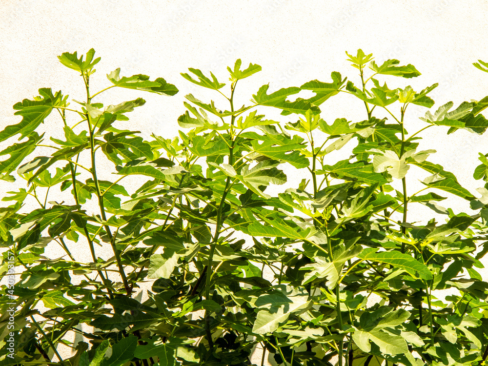 fig tree, leaves over white wall