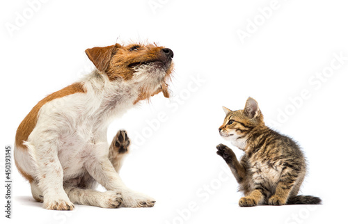 dog and cat scratching paw from allergies and fleas on a white backgroun photo