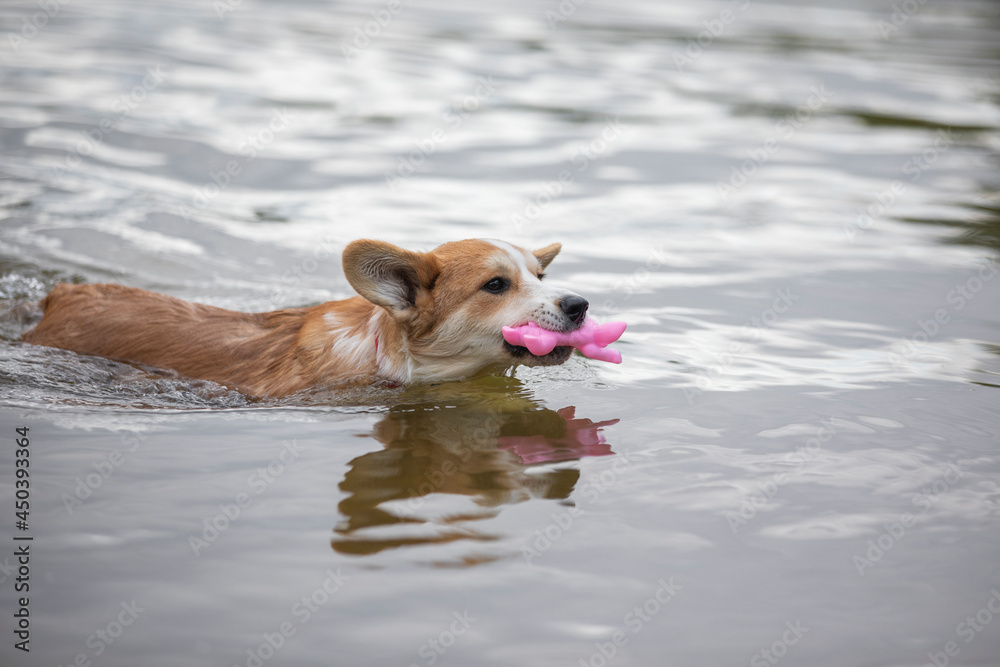 dog playing in the water dog playing in the water