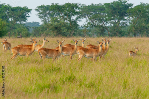 female impala Queen Elizabeht Park Uganda