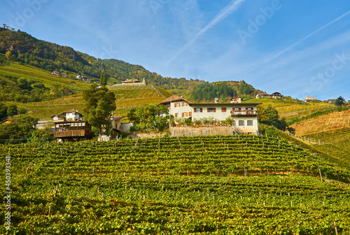 Fototapeta Naklejka Na Ścianę i Meble -  Idyllic rural landscape with a castle and vineyards. Merano, Italy