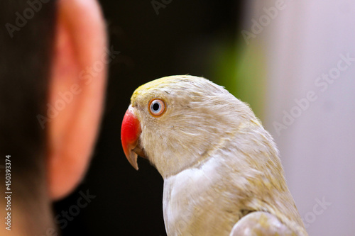 Beautiful perched bird with lush colors