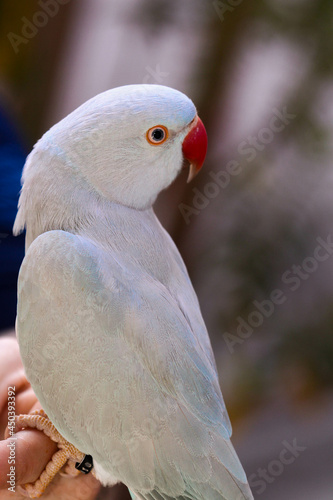 Beautiful perched bird with lush colors