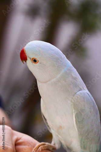 Beautiful perched bird with lush colors