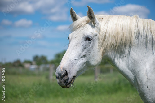 A very rare breed of white horse grazes in the backyard of a village house. © shymar27