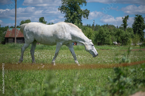 A very rare breed of white horse grazes in the backyard of a village house.