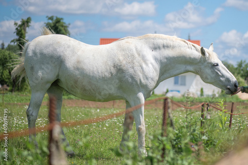 A very rare breed of white horse grazes in the backyard of a village house.