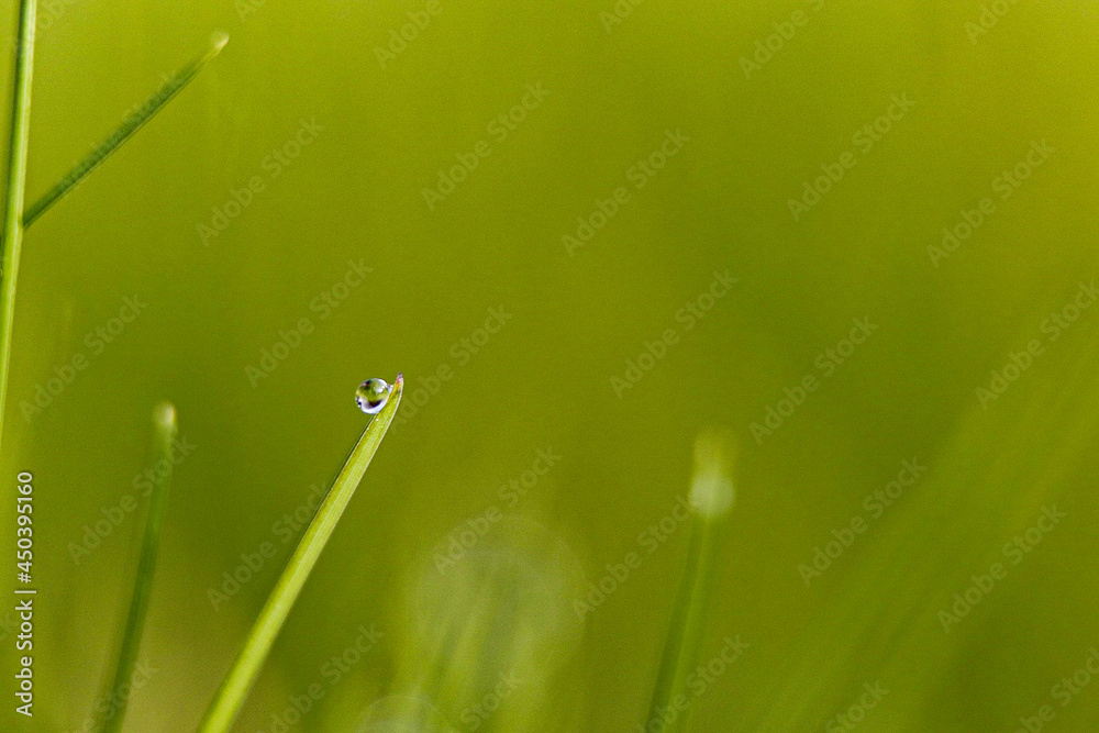 Fototapeta premium La rosée 