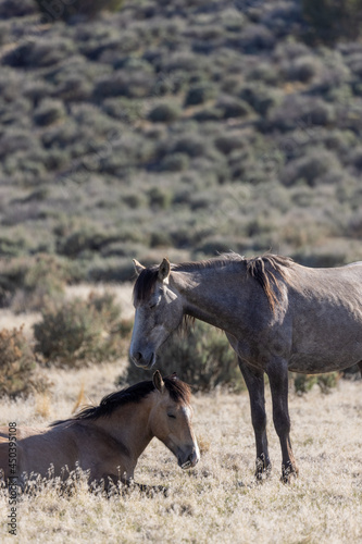 Wild Horse Mare and Her Cute Foal in the Utah Desert © natureguy