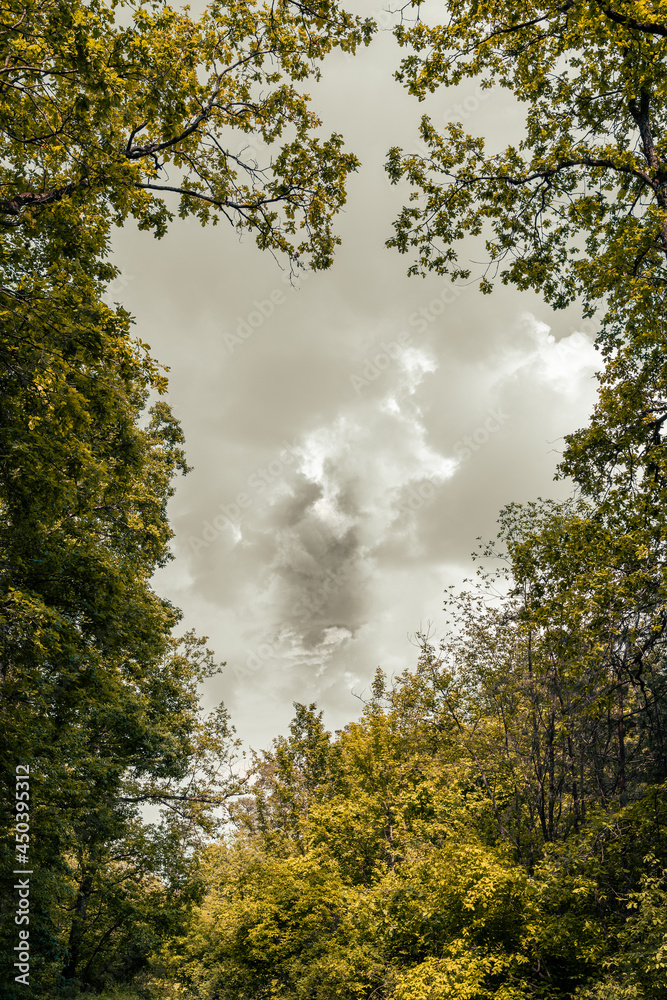 Yellow and green leaves of trees in the gray cloudy sky Yellow and green leaves of trees in the gray cloudy sky