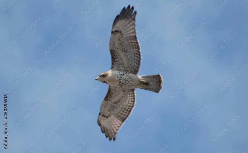 Obraz premium red tailed hawk