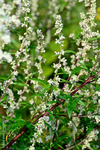 Beifuß // Common mugwort (Artemisia vulgaris) © bennytrapp