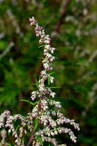Common mugwort // Beifuß  (Artemisia vulgaris)