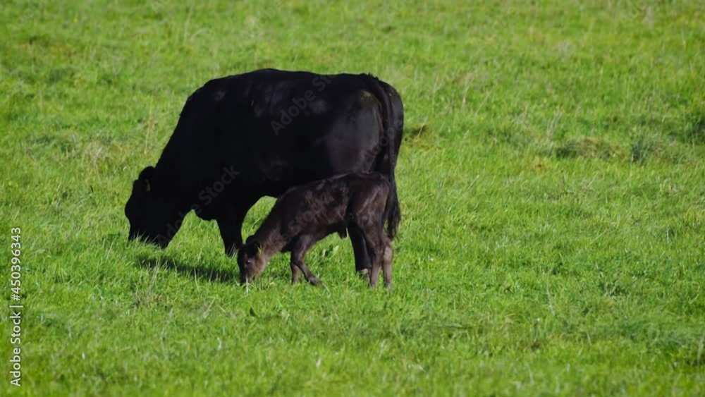 Black angus cow group at morning feeding in lush green gras at the Bavarian Alps on a sunny day Black angus cow group at morning feeding in lush green gras at the Bavarian Alps on a sunny day