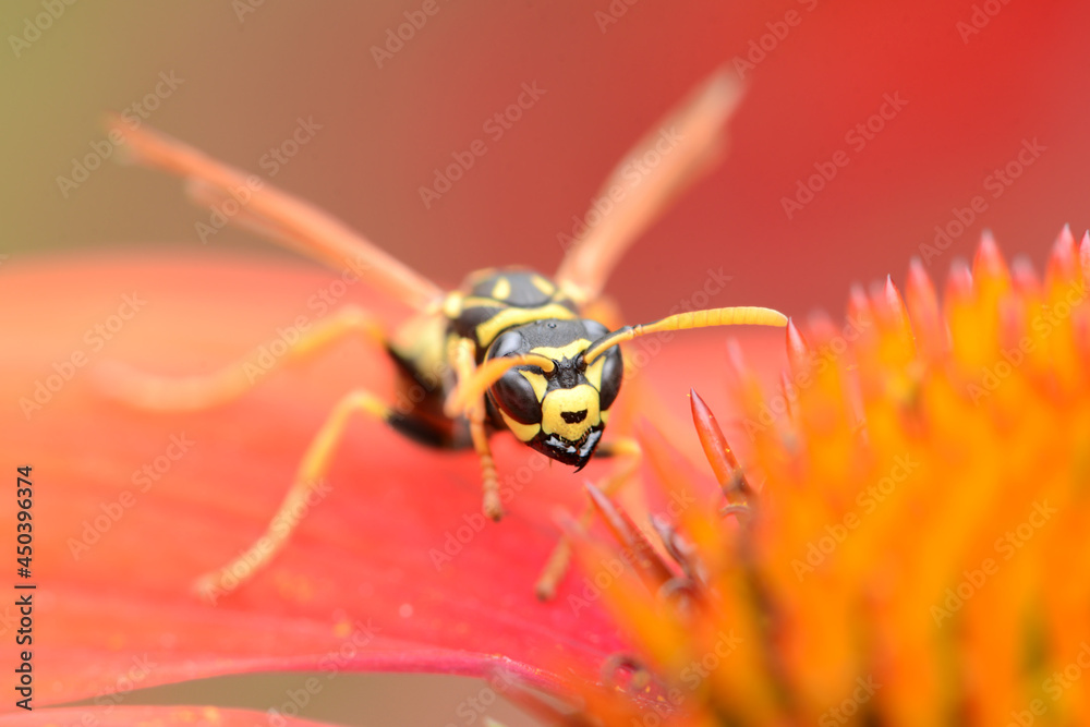 Insekten 21 Insekten 21