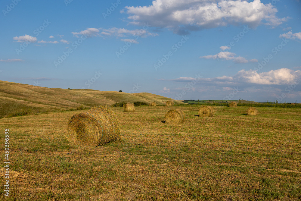 hay bales in the field