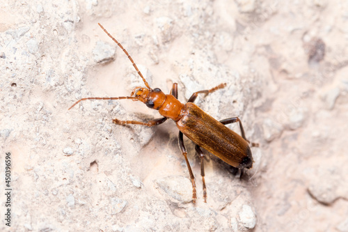 Wharf borer beetle, Nacerdes melanura, walking on a rock on a sunny day. High quality photo