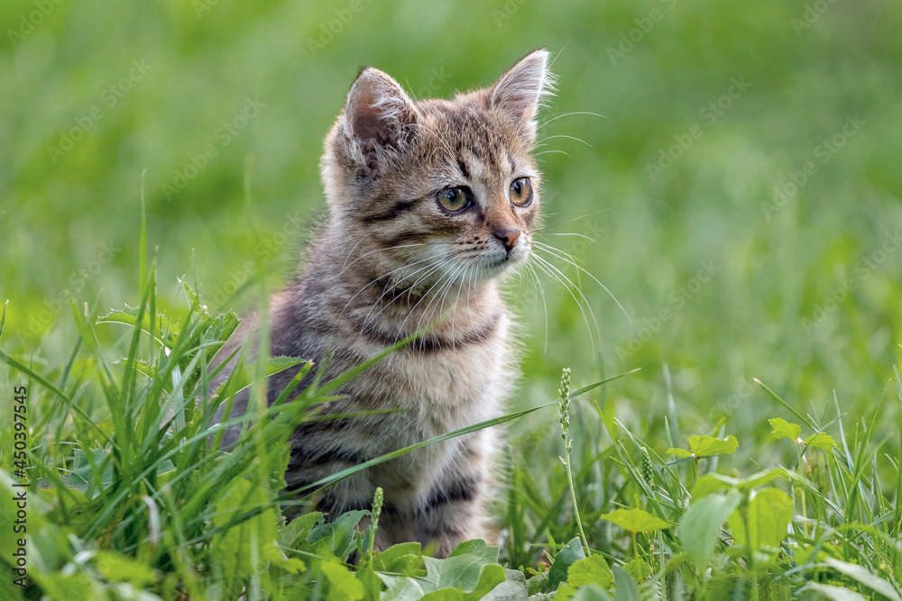 A cute little kitten sits in the garden on the grass and looks intently into the distance
