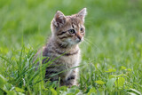 A cute little kitten sits in the garden on the grass and looks intently into the distance