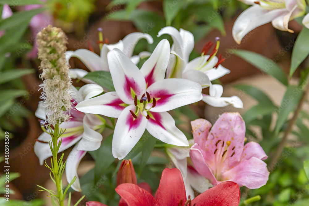Lily. Beautiful flowering bright summer flower of the Liliaceae family Lily. Beautiful flowering bright summer flower of the Liliaceae family
