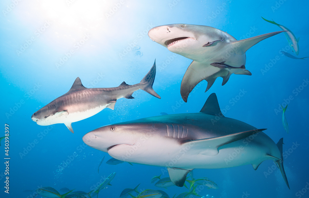 Fototapeta premium Tiger shark, Caribbean reef shark and Lemon shark 