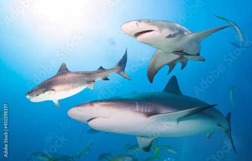 Tiger shark, Caribbean reef shark and Lemon shark
