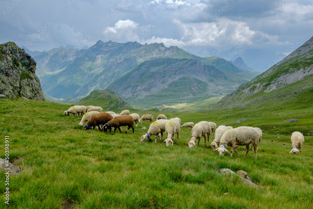 flock of sheep in the meadows of Portalet, Ayous lakes tour, Pyrenees National Park, Pyrenees Atlantiques, France flock of sheep in the meadows of Portalet, Ayous lakes tour, Pyrenees National Park, Pyrenees Atlantiques, France