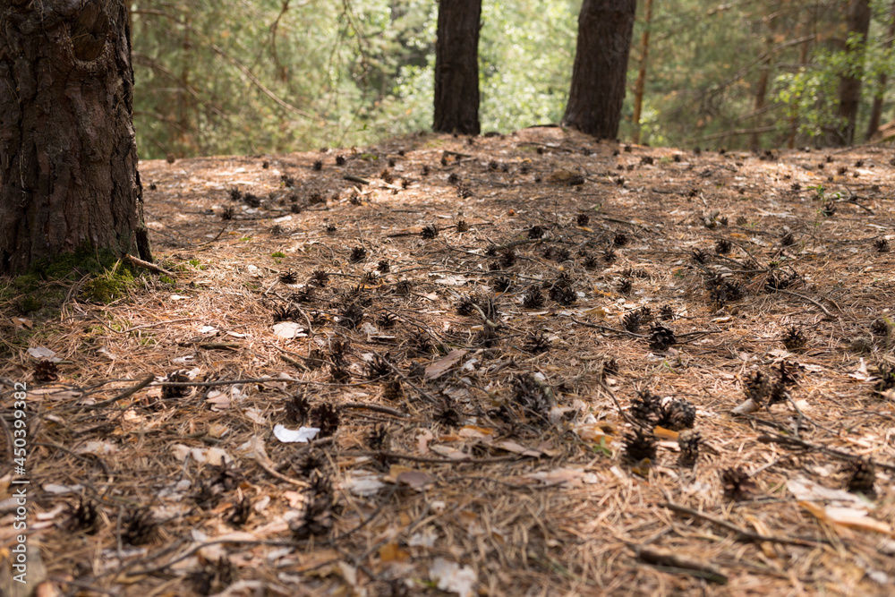 pine cone laying down in the forest below the tree pine cone laying down in the forest below the tree