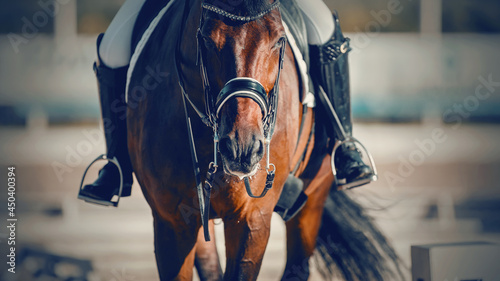 Equestrian sport. Dressage of horses in the arena. © Azaliya (Elya Vatel)