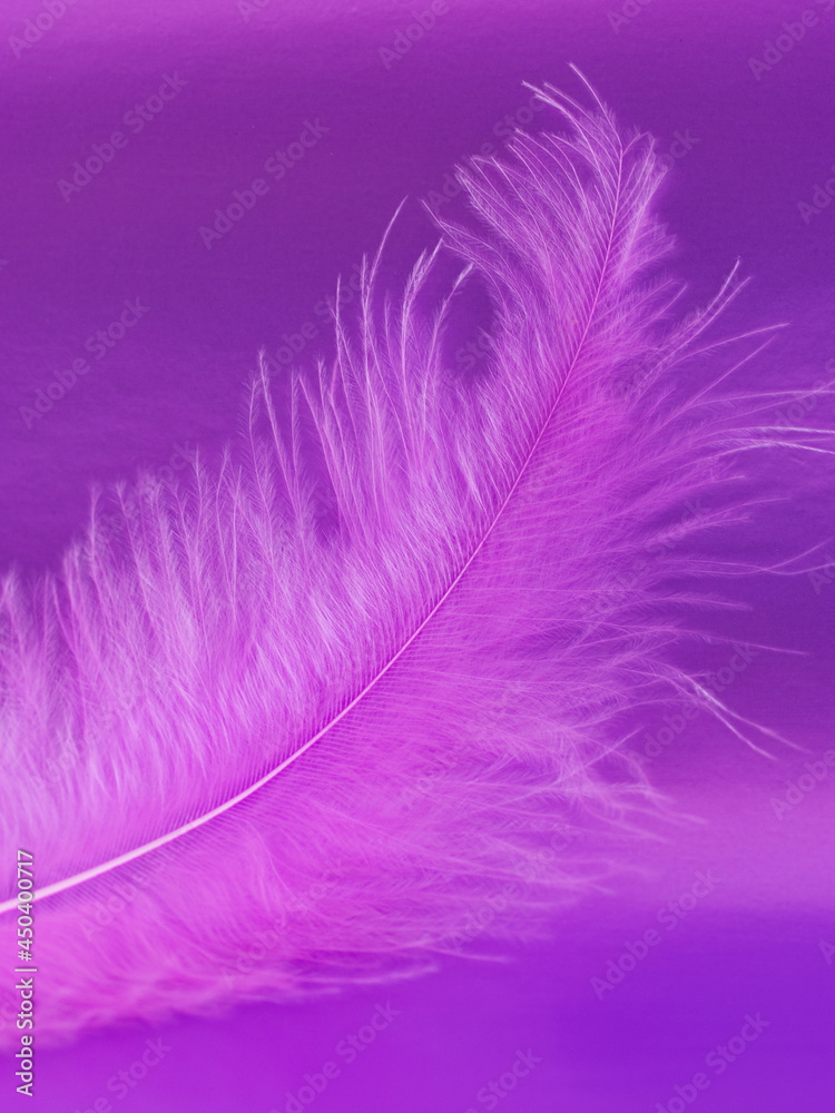 Fototapeta premium Fragment of pink feather on a violet background