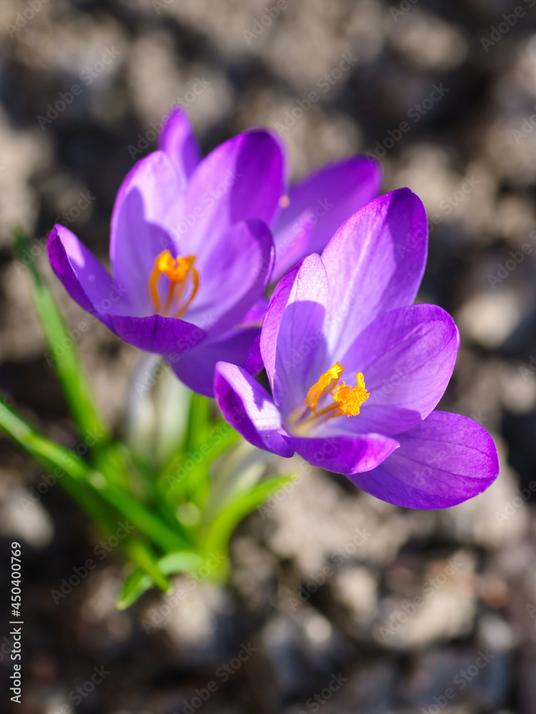 Sunlit purple crocus flowers on the ground, close-up Sunlit purple crocus flowers on the ground, close-up