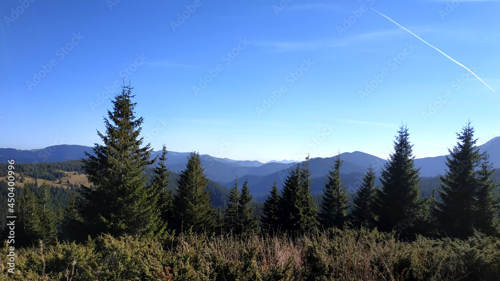 carpathian mountains forest carpathian mountains forest